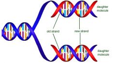 1. ____ is a characteristic of DNA replication.
2. image