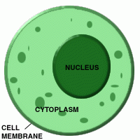 It flows within the cell and "holds" organelles in place. 