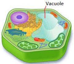 Vacuole:
-Made up of water food and waste
-Takes up most of plant cell