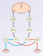 The Auditory Pathway