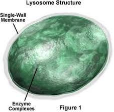 Lysosome