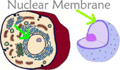 Thin double membrane that covers the nucleus and allows only certain substances to pass from the nucleus to the cytoplasm.