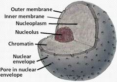 A thick fluid substance on the inside of the nucleus to hold the nucleolus in place.