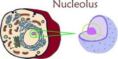 Inside the nucleus and produces ribosomes and takes part in protein synthesis.