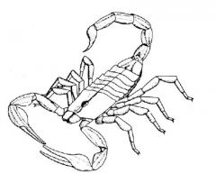 Scorpiones, scorpions