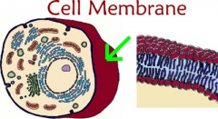 the layer between the outside of the cell/cell wall and cytoplasm. It is made of protein and lipids, has two layers and pores. only allows certain substances to enter in and out of the cell.