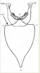 The vertical displacement in the incisor point line from MI to e or d is the result of the teeth gliding over each other usually the?