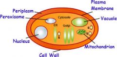 Cell Wall