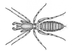 Order Schizomida, short-tailed whip scorpions