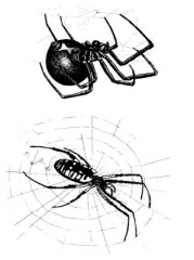 Order Araneae, spiders