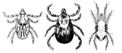 Order Acari, ticks and mites