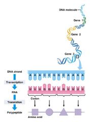 Linear = It's a sequel
Colinear = It's a copy of that sequence
Proteins are synthesized by a sequence of amino acids