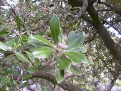 Family: Pittosporaceae

Name: Pitosporum crassifolium

Karo

New Zealand

Shrub, native, 5m in height, dense dark grey-green foliage, tolerant to salt spray and high winds small red-purple flowers appear in spring early summer, produces by gre...