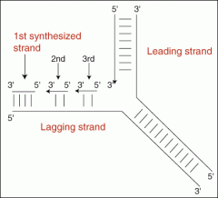 1. They occurs because the DNA strand is antiparallel.
2. image