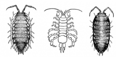 Order Isopoda, pillbugs or sowbugs