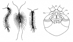 Class Chilopoda, centipedes