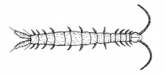 Class Symphala, symphylans or garden centipedes