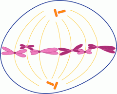 1. in ____, motor proteins in the kinetochores have pulled the chromosomes into a ring between the two poles.
2. image