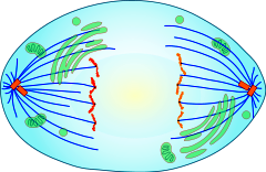 1. in ____, enzymes break down the protein holding sister chromatids together.
2. image