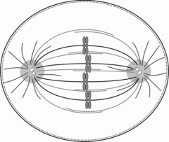 1. During prophase, microtubules begin to form around the nucleus and join to form ____.
2. image