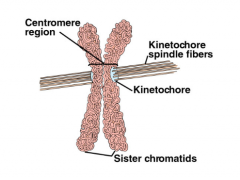 1. Some of the microtubules in the spindle bind to the ____ of each chromatid.
2. image