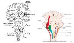 TASTE PATHWAY
When stimuli enter the oral cavity, they may bind to the taste cell membrane receptors, pass through specific channels, or activate ion channels. These processes then trigger the taste cell to release neurotransmitters, sending a sig...