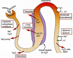MOA-secreated into PCT then acts on the ascending  loop to inhibit the Na, K, 2 Cl Co-transporter so these ions are excreated in the urine. Also increases renal blood flow ( by inducing synthesis of renal PG). Also a systemic venodilator esp when ...