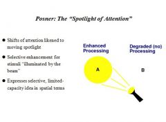 Spotlighted Attention: enhances ability to process stimuli in particular location, at the expense of other locations (it is either degraded or receives no processing at all)