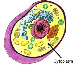 Between the nucleus and the membrane and flows within the cell. It holds organelles in place. It is thick and made of water,gas and waste.