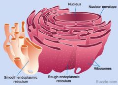 Attached to the Endoplasmic reticulum rough and is granular in appearance. It controls protein synthesis and has large amounts of ribonucleic acid and enzymes.