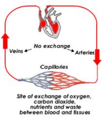 Functions of arteries and veins