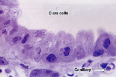 Clara (club) cells in bronchiole