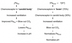 ↑ Ventilation
→ Improves PaO2 + Blow out CO2
→ Lowers PaCO2
→ Increase in pH