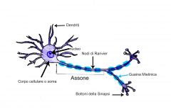 Unità funzionale del sistema nervoso