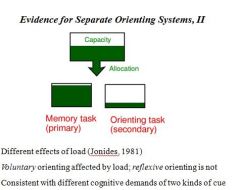 Different effects of load (Jonides, 1981) 

Voluntary orienting affected by load; reflexive orienting is not
