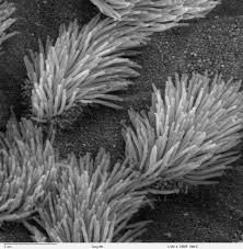 What are the tiny hairlike structures found on some cells that sweep away foreign debris called? 