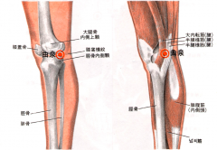 屈膝，當橫紋膝内側頭上方，半腱肌、半膜肌止端前緣凹陷中