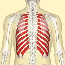 What are the muscles that raise and lower the rib cage called? 