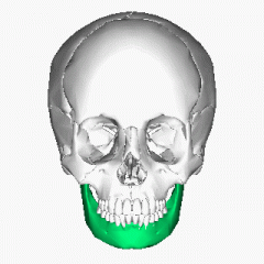Ramus
Coronoid process
Angle
Mandibular condyle
Mental foramen