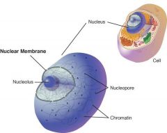 Nuclear Membrane


It surounds the nucleus and is a thin, double membrane.