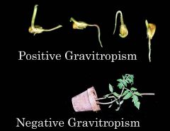 Directional growth of a plant organ in response to a gravitational field roots grow downwards, shoots grow upwards. Achieved by differential growth on the sides of the root or shoot  

Relates to K5 because gravitropism is apart of natural selecti...
