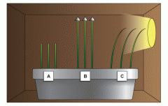 Phototropic tendency or growth


Relates to K5 because phototropism is apart of natural selection