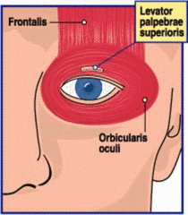 Levator
palpebrae
superioris











•Does NOT control eyeball but upper eyelid.
Elevates the upper eyelid.
This is why the upper eyelid moves more than the lower eyelid.
•Wide aponeurosis ---> orbital septum ----> orbicula...