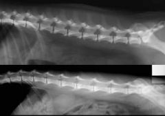 Which is an x-ray of a cat?