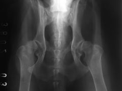 This x-ray is an example of?