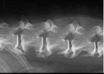What can be seen in the x-ray?

What could it indicate?