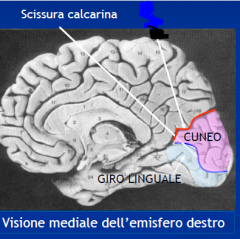 La scissura calcarina (o solco calcarino) è una zona anatomica localizzata ai bordi caudale e mediale della superficie centrale del cervello