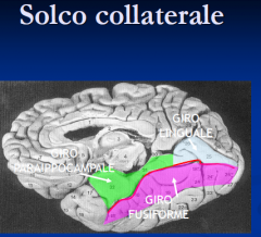Il solco collaterale è quel solco della superficie telencefalica che determina, all'interno dell'encefalo
 (per la precisione all'interno del corno inferiore del ventricolo 
laterale dell'encefalo), l'eminenza collaterale che è situata 
later...