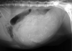 What can be seen in this abdominal x-ray?