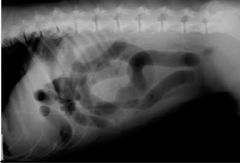 What can be seen?

Indication of?

Type of radiography?